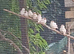 Zebra Finches &pound;50 a Pair