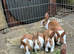Baby Ditch Bunnies 12 Weeks old Ginger