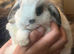Mini lop buck in reading
