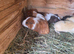 Guinea pigs