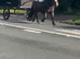 Shetland driving mare