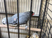 Tame male African grey