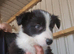 READY NOW! Working Border Collie Pups