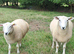 6 Lleyn Breeding Ram Lambs or Fat Lambs
