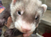 Polecat Kit Hobs 8 weeks old