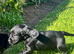 Beautiful Cocker Spaniel Puppies looking for loving homes.