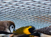 Adult Cuban finch cock for sale