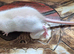 Baby Dumbo Rats