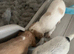 Beautiful cocker spaniel pups ready to leave on 19july