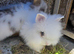 Lionhead baby rabbits looking for a Loving Home