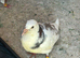Pigeons for sale!