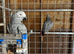 2 African Grey Young Hens