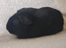 Lonely baby boy guinea pig ready now