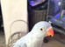 Hand reared super tame Indian ringneck