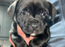 Staffordshire bull terrier pups 2 males left