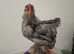 Lavender Pekin cockerel and yellow millefleur cockerel