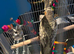 Baby cockatiel for sale