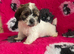Cute & Cuddly Shorkie Puppies Available