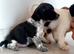 Litter of Jack russells