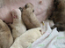 Pomeranian puppies for sale KCreg