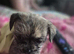 Shih tzu cross chihuahua