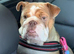 Female English Bulldog