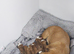 Red fox colour staffi puppies