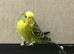 Beautiful budgies available