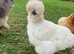 Pure breed silkie chicks unsexed