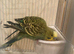 Budgies