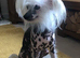 Chinese Crested powderpuff boy