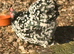 Black mottled pekin hatching eggs chance of frizzle  bantam chicken
