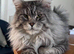 Maine coon male active