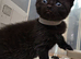 Ready to Leave - ×2 (M) Kittens (Black) fully vax flead and dewormed