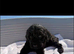 READY TO LEAVE NOW labradoodle puppies
