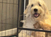 8 beautiful Goldendoodle puppies