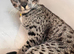 Female F5 savannah