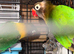 Bonded pair of lovebirds