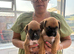 Boxer pups ready to go 10th July