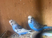 Young and old budgies