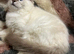 Tica ragdoll kittens
