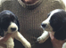 Beautiful Springer Spaniel pups for sale