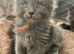 7 Beautiful GCCF registered Maine Coon kittens.
