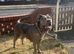 Ada Merle cane corso LOOKING FOR STUD