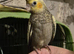 Hand tame baby cockateal