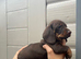 For sale chocolate 7 weeks old boy