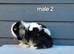 Stunning purebred mini lop rabbits