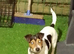 Male jack Russell