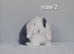 Purebred mini lop rabbits
