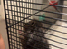 Syrian hamster